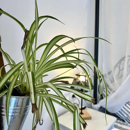 Le Aux Oliviers Casa de Férias *